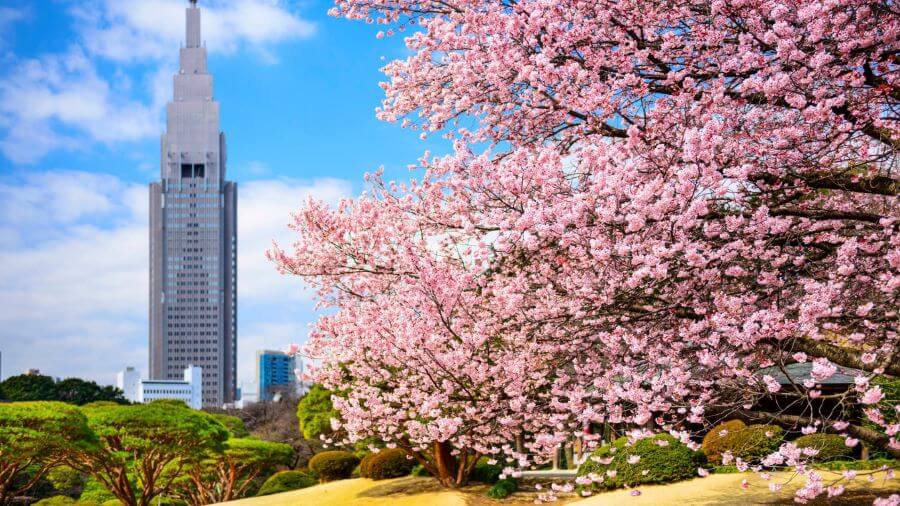 Shinjuku Gyoen mùa xuân như thay chiếc áo mới với một màu hồng tuyệt đẹp của hơn 1.000 cây hoa anh đào