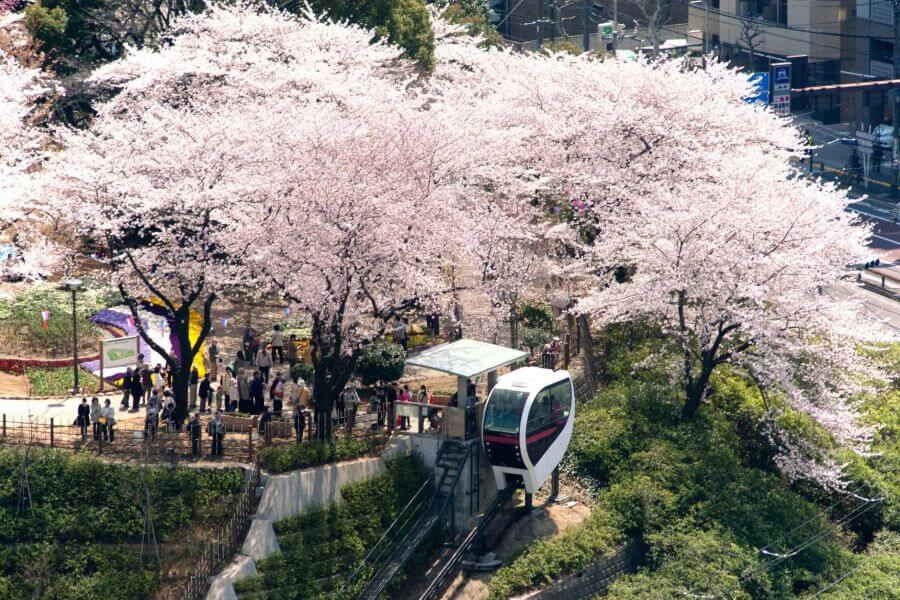 Công viên Asukayama là một địa điểm ngắm hoa anh đào lâu đời và được yêu thích tại Nhật Bản