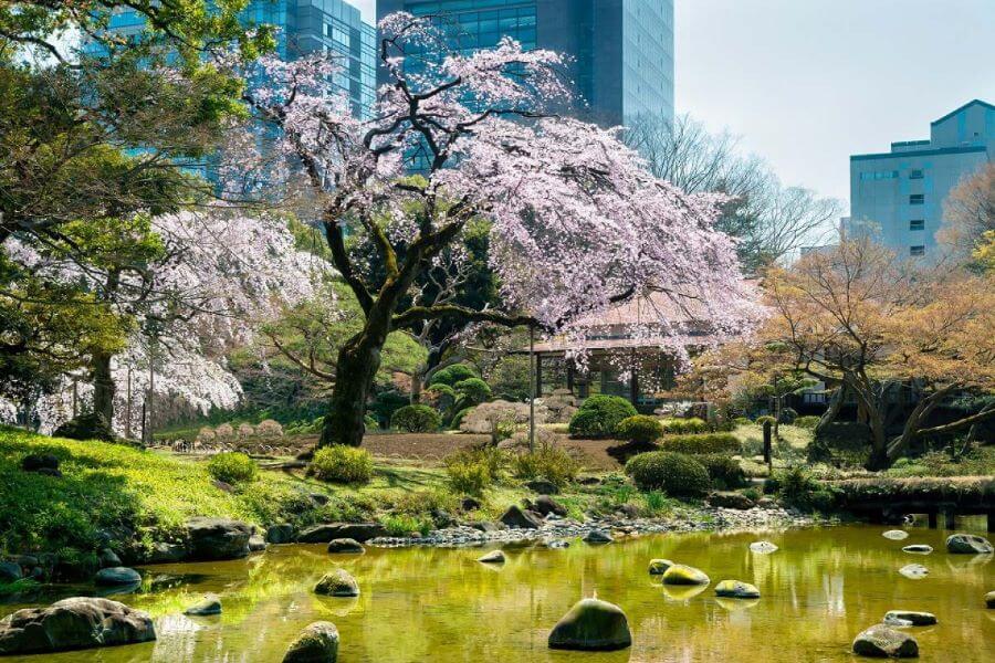 Vườn Koishikawa Korakuen là một điểm đến tuyệt vời để ngắm hoa anh đào vào mùa xuân tại Nhật Bản