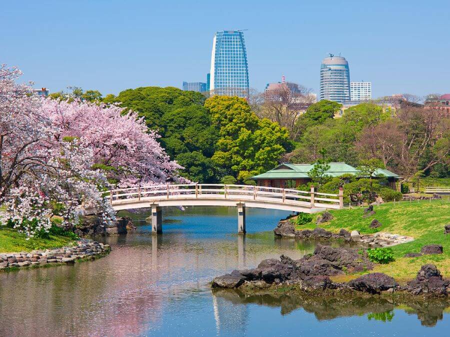Vườn Hamarikyu là một điểm đến tuyệt vời để ngắm hoa anh đào vào mùa xuân