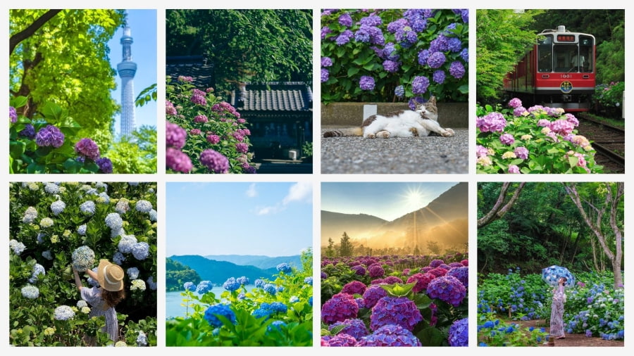 Top 10 địa điểm ngắm hoa cẩm tú cầu đẹp nhất Nhật Bản