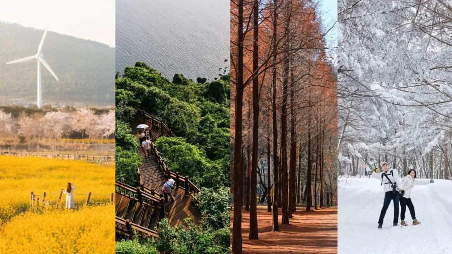 Du lịch đảo Jeju mùa nào đẹp nhất? Khám phá vẻ đẹp 4 mùa tại Jeju