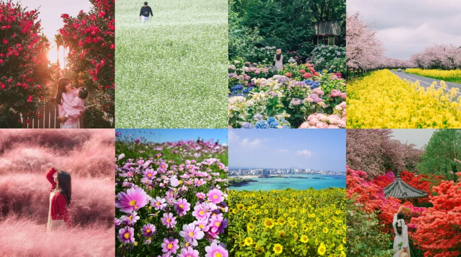 Ngỡ ngàng trước vẻ đẹp say đắm của Jeju qua các mùa hoa rực rỡ