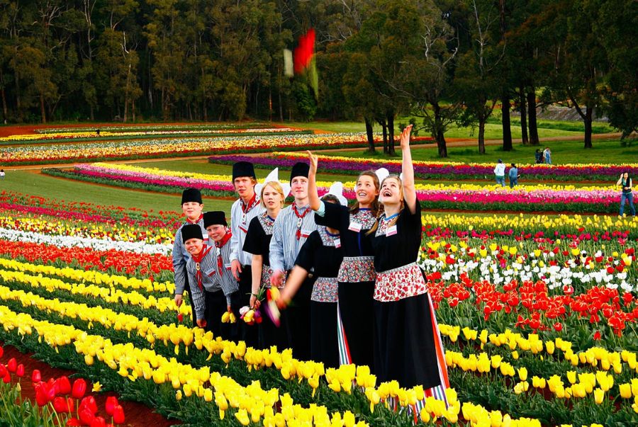 Trải nghiệm thiên đường hoa tulip tại Tesselaar Tulip Festival