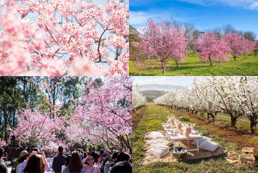 Rực rỡ sắc hoa anh đào tại "Cherry Hill Blossom Festival"