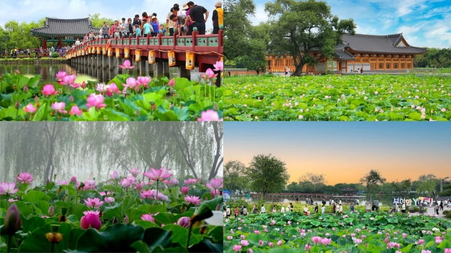 Khám phá Lễ hội hoa sen Buyeo Seodong độc đáo tại Hàn Quốc