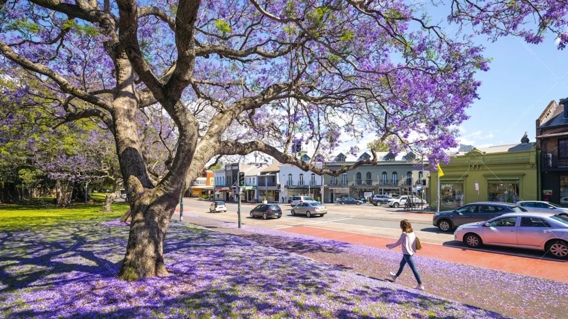 Khám Phá Grafton – Thành Phố Lễ Hội Jacaranda Lớn Nhất Nước Úc