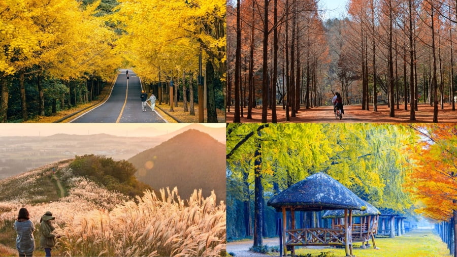 Du lịch Jeju mùa thu - Khám phá hòn đảo thơ mộng rực rỡ sắc màu