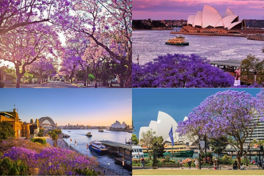 Các trải nghiệm hấp dẫn khi du lịch Sydney mùa xuân