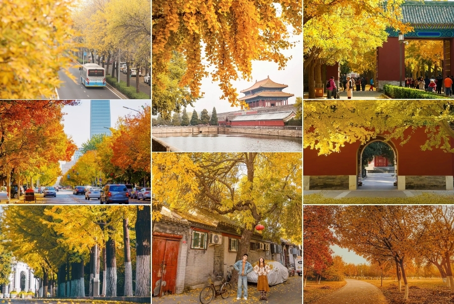 Trọn bộ kinh nghiệm du lịch Bắc Kinh mùa thu mới nhất