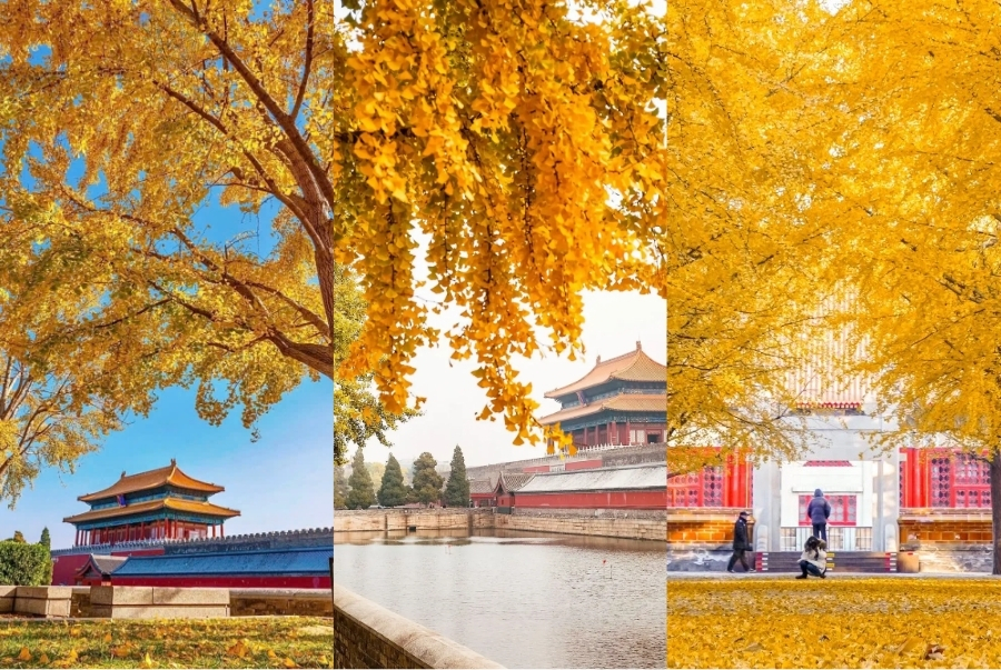 Top 5 công viên ngắm lá vàng mùa thu Bắc Kinh