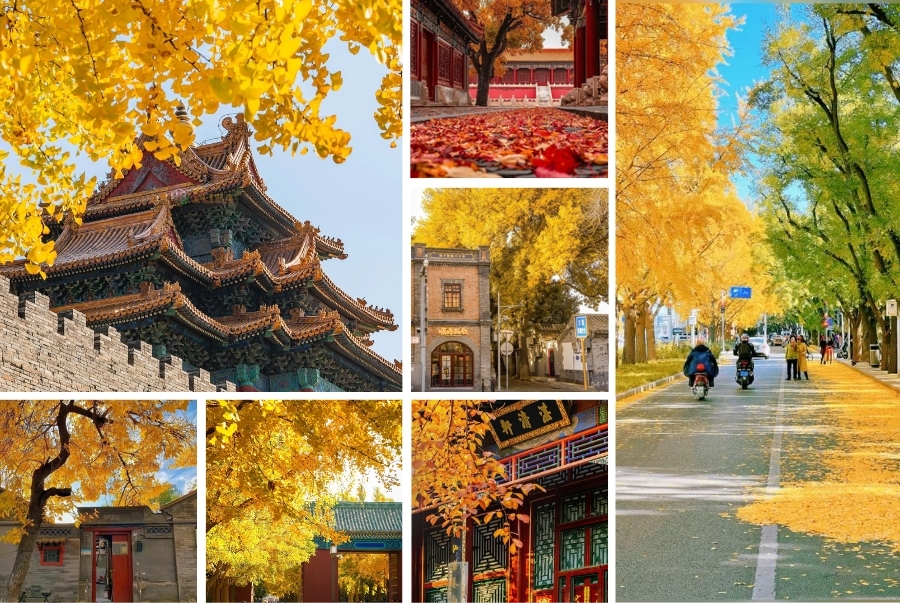 Gợi ý địa điểm ngắm lá vàng tuyệt đẹp khi đến Bắc Kinh mùa thu