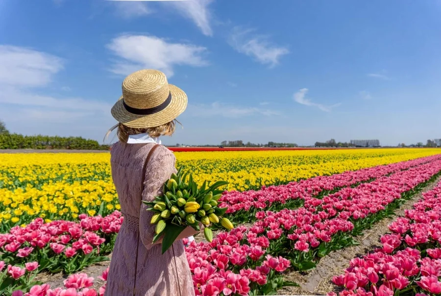 Những cánh đồng hoa tulip đẹp nhất Hà Lan