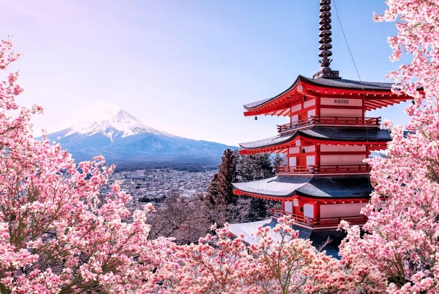 Bạn biết gì về văn hóa Hanami ngắm hoa anh đào của Nhật Bản