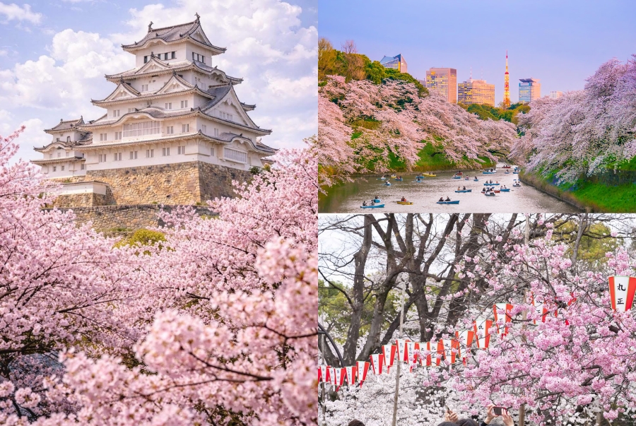 Danh sách các Lễ hội hoa anh đào Nhật Bản nổi tiếng