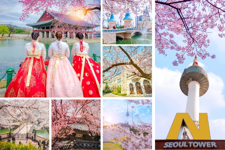 Gợi ý các địa điểm ngắm hoa anh đào tại Seoul