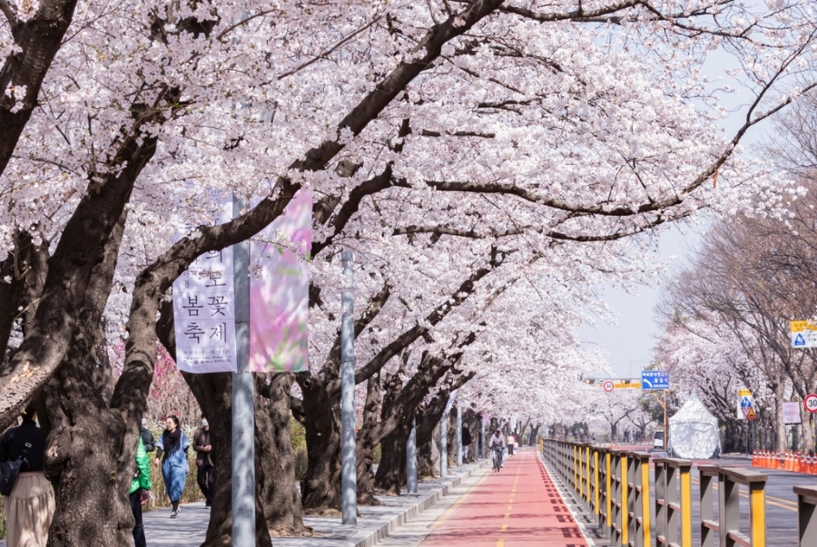 Trải nghiệm lễ hội hoa anh đào Yeouido tại Hàn Quốc