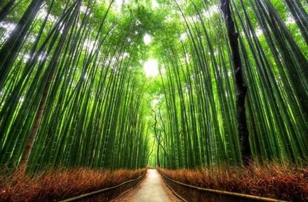 Rừng tre Sagano - Điểm mới trong tour du lịch Nhật Bản 2015