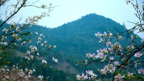 Lễ hội hoa Ban 2014: Nơi hội tụ tinh hoa Tây Bắc