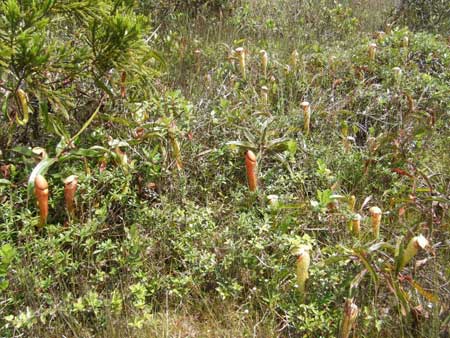 Sự thật lời nguyền huyết ngải ở Angkor Wat