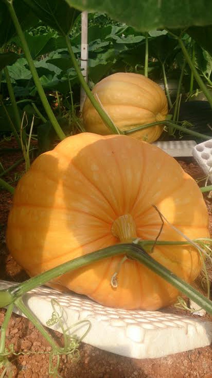 Bí ngô khổng lồ 1,5 tấn ở Đà Lạt