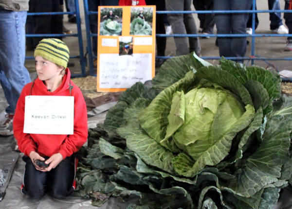Giải thưởng 2000 USD dành cho bắp cải khổng lồ bang Alaska - Mỹ