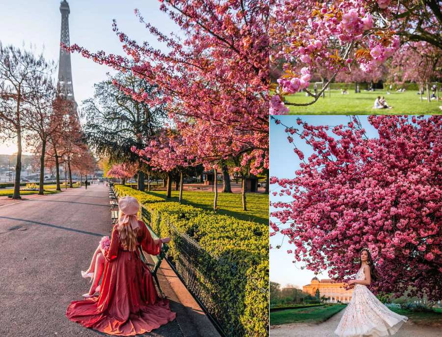 Tổng hợp các địa điểm ngắm hoa anh đào tuyệt đẹp tại Châu Âu