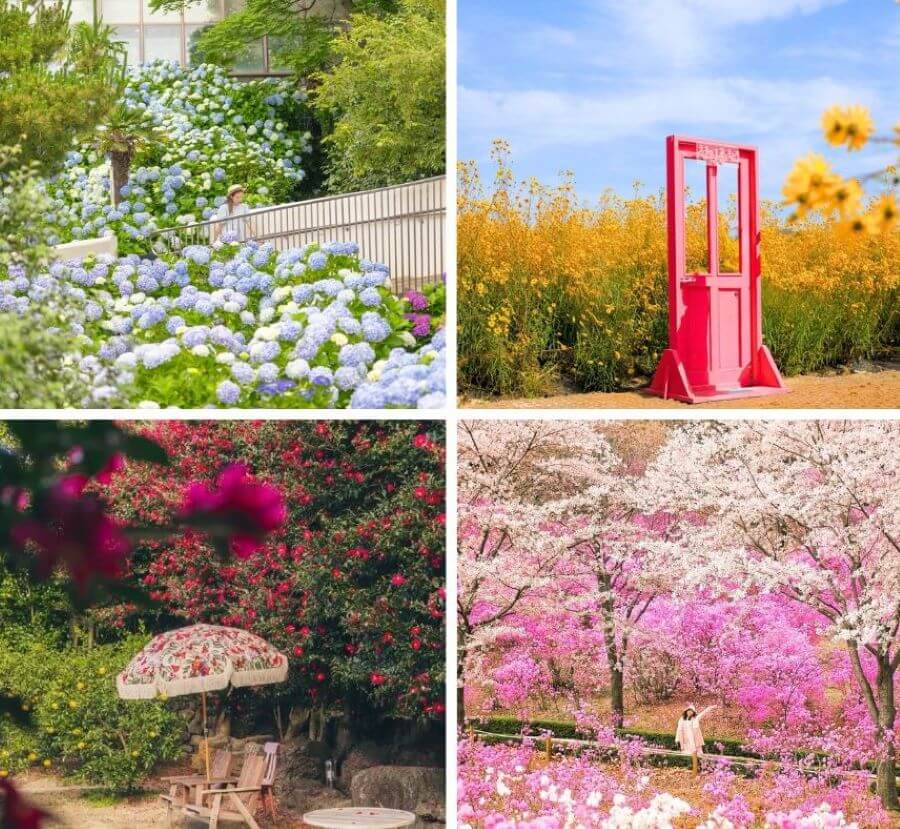 Lạc lối trước vẻ đẹp của những cánh đồng hoa tại Hàn Quốc