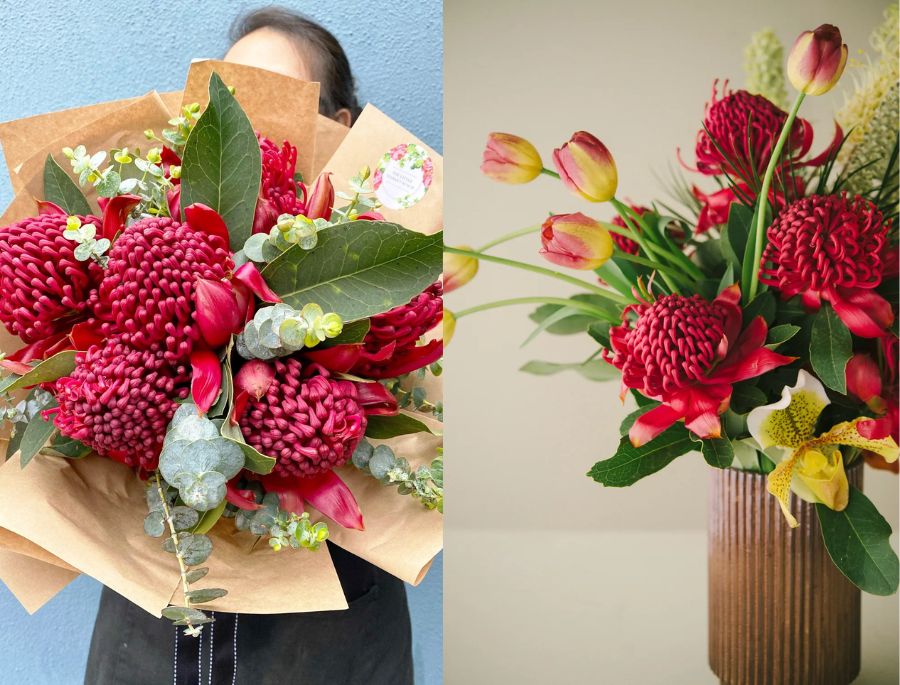 Waratah - Loài hoa biểu tượng nổi tiếng của New South Wales tại Úc