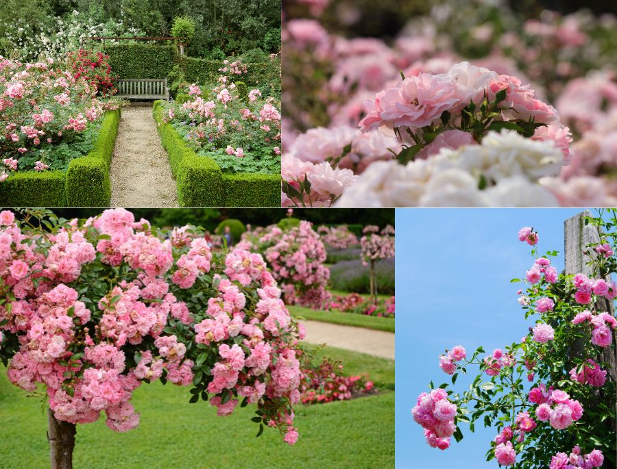 Những khu vườn hoa hồng đẹp tựa cổ tích ở Úc