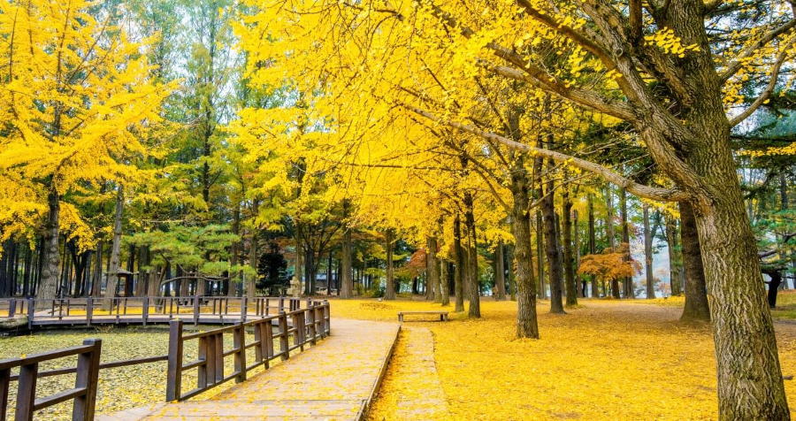 Đảo Nami mùa thu - Vẻ đẹp quyến rũ của xứ Hàn