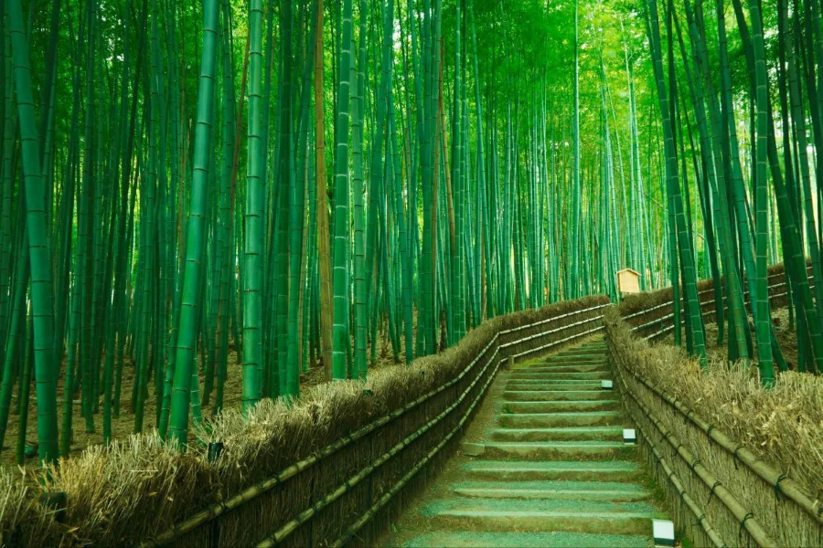 Lạc vào Rừng tre Sagano Nhật Bản xanh mướt giữa lòng Kyoto