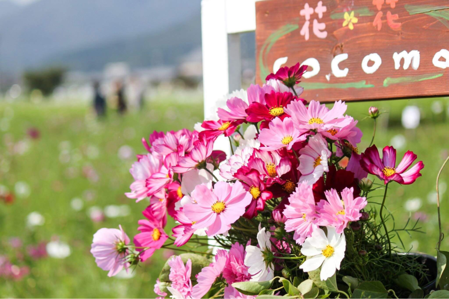 Thơ thẩn trước vẻ đẹp của những mùa hoa Nhật Bản khi vào thu