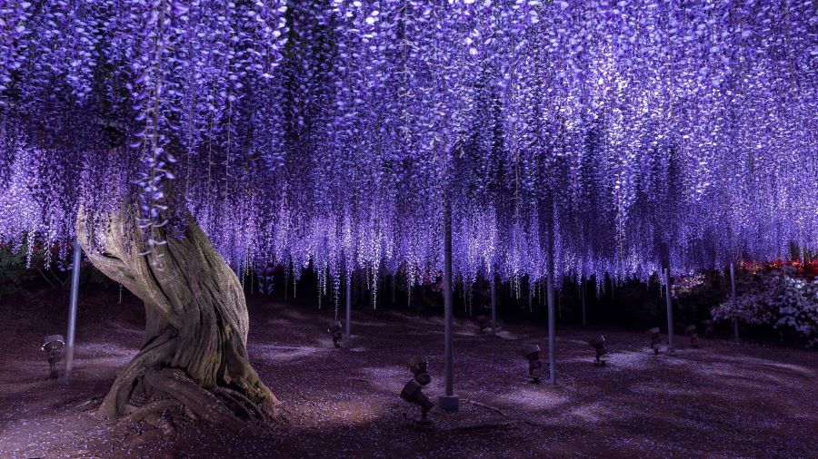 Chiêm ngưỡng vẻ đẹp của mùa hoa tử đằng Nhật Bản