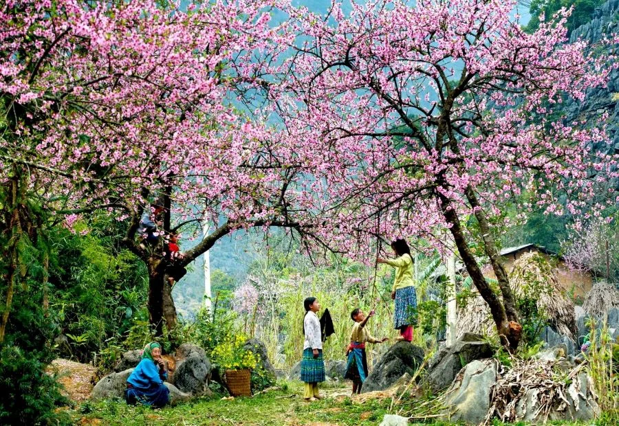 Những mùa hoa đẹp nhất tại núi rừng Tây Bắc
