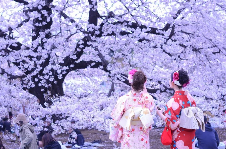 Lễ hội ngắm hoa anh đào Hanami của người Nhật Bản có gì độc đáo?