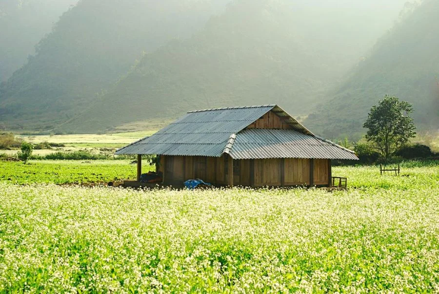Ngắm nhìn vẻ đẹp thơ mộng của mùa hoa cải trắng tại Mộc Châu