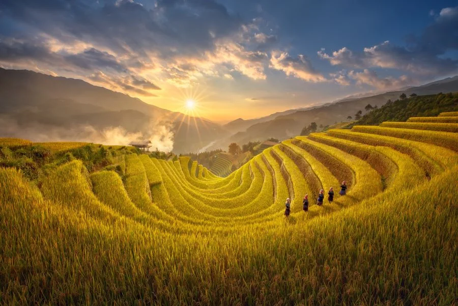 Các trải nghiệm không thể bỏ lỡ tại Mù Cang Chải mùa lúa chín