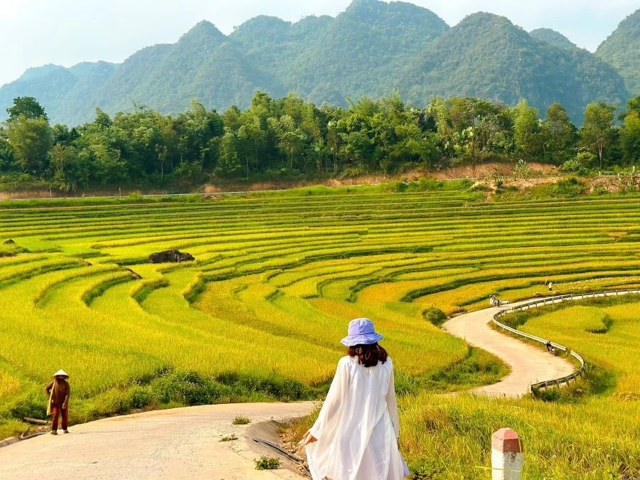 Ấn tượng top 7 địa điểm ngắm lúa chín Miền Bắc tuyệt đẹp