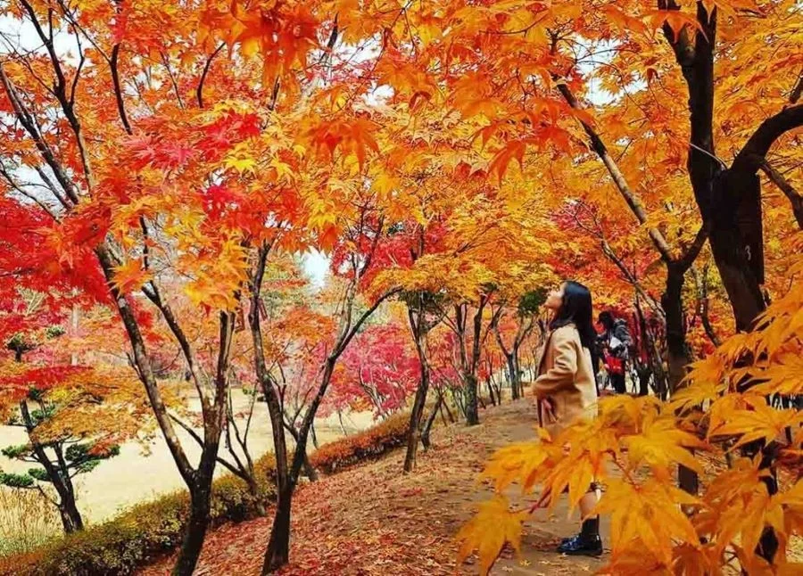 Vẻ đẹp tuyệt mỹ của vùng đất Nami Hàn Quốc vào mùa thu