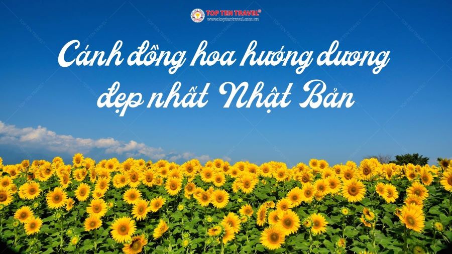 Tổng hợp những cánh đồng hoa hướng dương đẹp nhất Nhật Bản