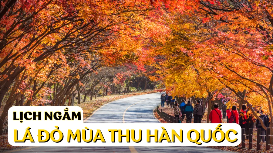 Lịch ngắm lá đỏ mùa thu Hàn Quốc 2026