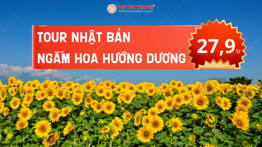 Hành trình du lịch Nhật bản ngắm hoa hướng dương hoàn toàn mới
