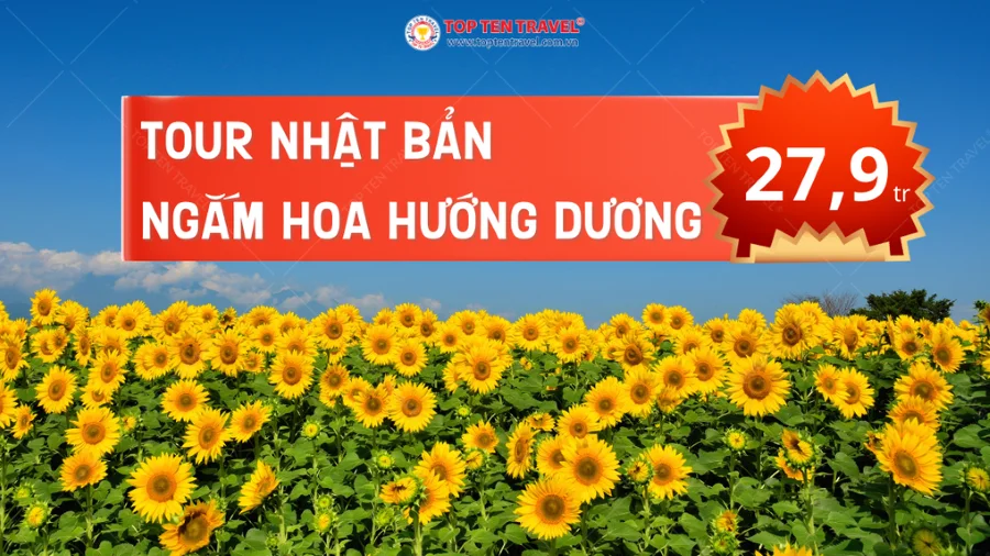Hành trình du lịch Nhật bản ngắm hoa hướng dương hoàn toàn mới