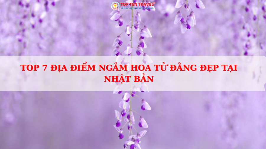 7 địa điểm ngắm hoa tử đằng đẹp nhất tại Nhật Bản