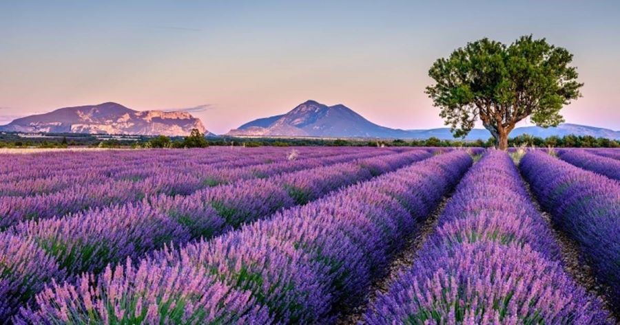 Khám phá mùa hoa Lavender khi đi du lịch Châu Âu