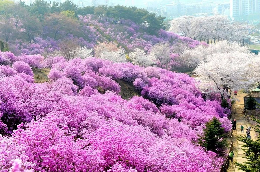 Du lịch Hàn Quốc - Đến với lễ hội hoa anh đào nổi tiếng ở đảo Jeju