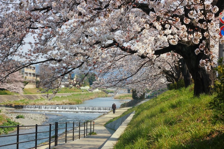 Những con đường đi dạo ngắm hoa anh đào với tầm nhìn tuyệt vời ở Nhật Bản