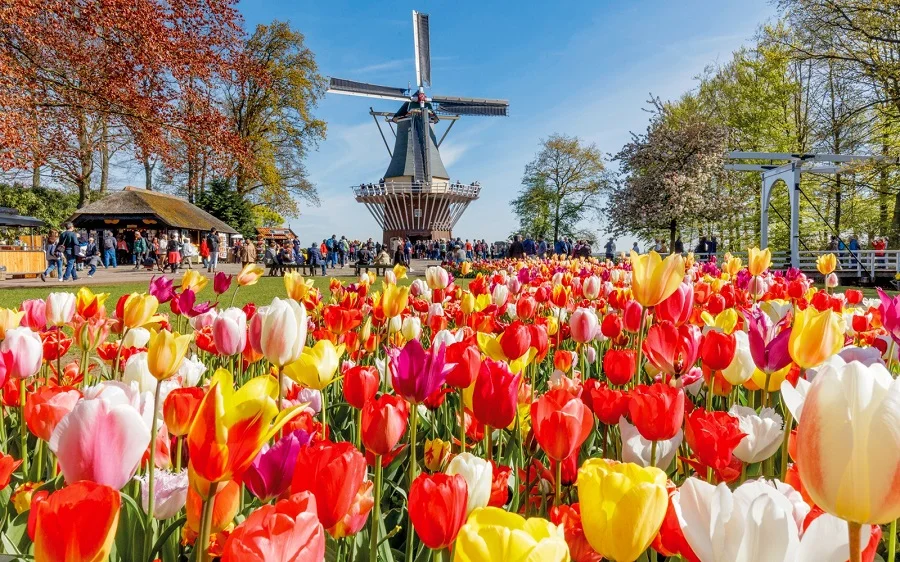 Lễ hội mùa hoa Tulip nổi tiếng trên thế giới tại Hà Lan