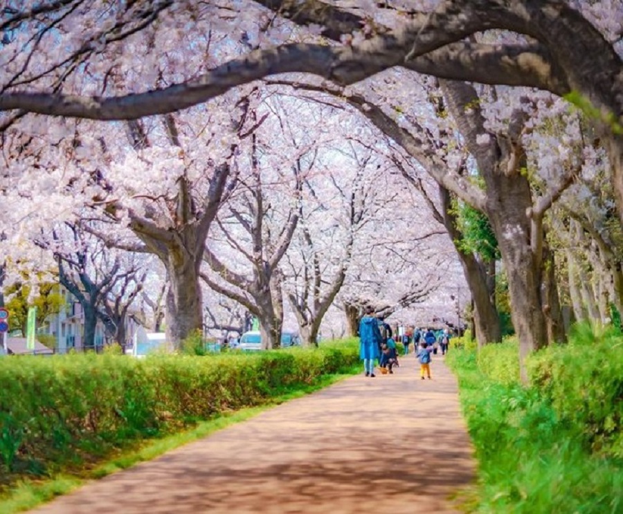Những trải nghiệm mùa xuân Nhật Bản mang đến nhiều cảm hứng bất tận